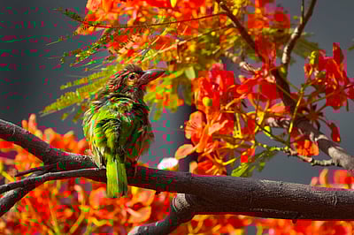 சர்வதேச பூமி நாள் - புகைப்படங்கள்