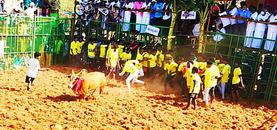 கொன்னையம்பட்டியில் ஜல்லிக்கட்டு