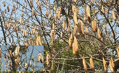 நலிவடையும் இலவம் பஞ்சு தொழில் பாதுகாக்கப்படுமா?