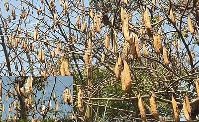 நலிவடையும் இலவம் பஞ்சு தொழில் பாதுகாக்கப்படுமா?