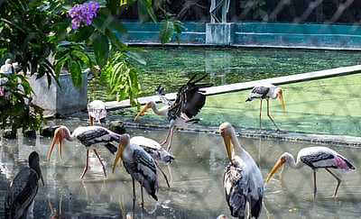 சுட்டெரிக்கும் வெயில், தவிக்கும் வனவிலங்குகள் - புகைப்படங்கள்