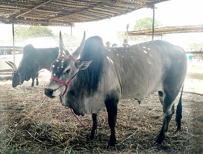 ஜல்லிக்கட்டு: 15,047 காளைகள், 5,234 மாடுபிடி வீரா்கள் பதிவு