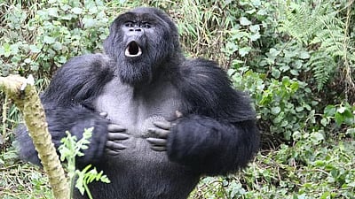 ஒரு கொரில்லாவை 100 மனிதர்கள் வீழ்த்த முடியுமா? இணையத்தைக் கலக்கும் விமர்சனங்கள்!