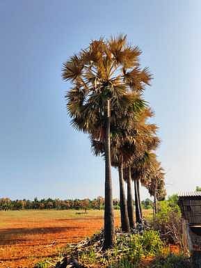 இயற்கை இடிதாங்கி!