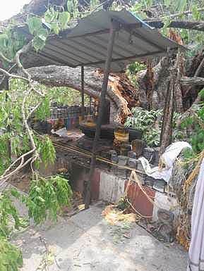சூறைக்காற்று: திருவெண்காடு கோயில் ஆலமரம் முறிந்தது