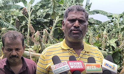 திருவையாற்றில் சூறாவளி காற்றுடன் மழை: 500 ஏக்கர் வாழை மரங்கள் சேதம்!