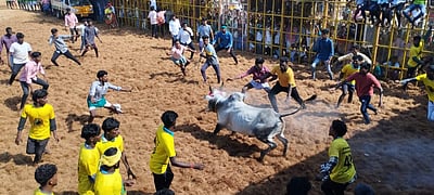 வடசேரிப்பட்டியில் சீறிப் பாய்ந்து வரும் காளைகள்!