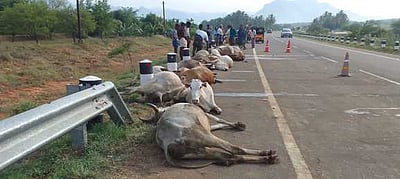 பெரியகுளம் அருகே அரசுப் பேருந்து மோதி 15 மாடுகள் பலி