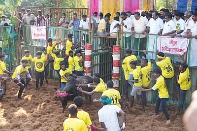பாப்பான்விடுதி ஜல்லிக்கட்டில் சீறிப்பாய்ந்த காளைகள்!