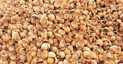 தேங்காய் சிரட்டைக்கு வந்த வாழ்வு... 