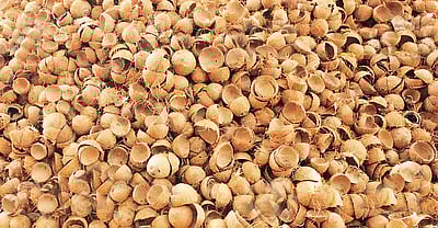 தேங்காய் சிரட்டைக்கு வந்த வாழ்வு... 