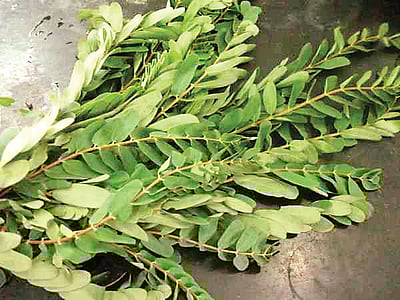 ஆயுள் காக்கும் ஆயுர்வேதம்: அகத்திக்கீரை சாப்பிடுவதால் பயன் என்ன? 