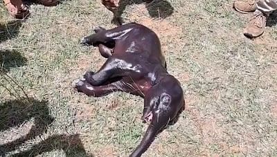 இறந்த யானை வயிற்றில் குட்டி யானை.. வனக் கால்நடை மருத்துவர்கள் விளக்கம்