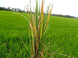 பயிா் பாதிப்பு: ஹெக்டேருக்கு ரூ. 40 ஆயிரம் வழங்க துணைநிலை ஆளுநரிடம் வலியுறுத்தல்