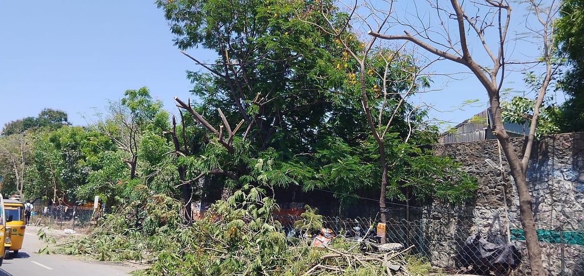 மரங்களைக் காப்பாற்றுங்கள்!