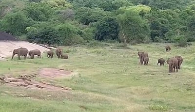 ஆழியாறு அணையில் யானைக்  கூட்டம்:  சுற்றுலாப் பயணிகளுக்கு எச்சரிக்கை!