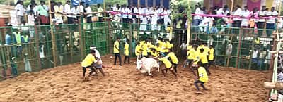 புதுக்கோட்டை: சுந்தர‌சோழபுரம் மலையப்பெருமாள்  கோயில் திருவிழாவில் ஜல்லிக்கட்டு