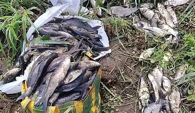 மேட்டூா் காவிரியில் ஆயிரக்கணக்கில் இறந்து மிதக்கும் மீன்கள்!