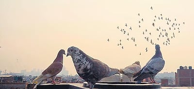 புறாக்களுக்கு உணவளித்த மூதாட்டிக்கு ரூ.80 ஆயிரம் அபராதம்! எங்கே? ஏன்?