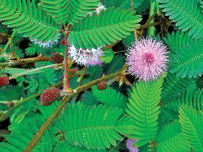 கடுமையான இருமலா?