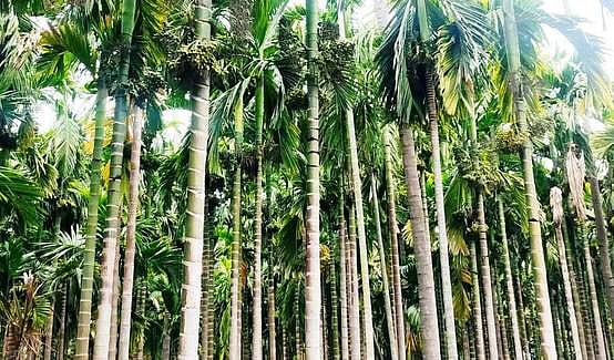 சேலம் மாவட்டத்தில் 2 ஆண்டுகளாக பாக்கு மகசூல் பாதிப்பு!