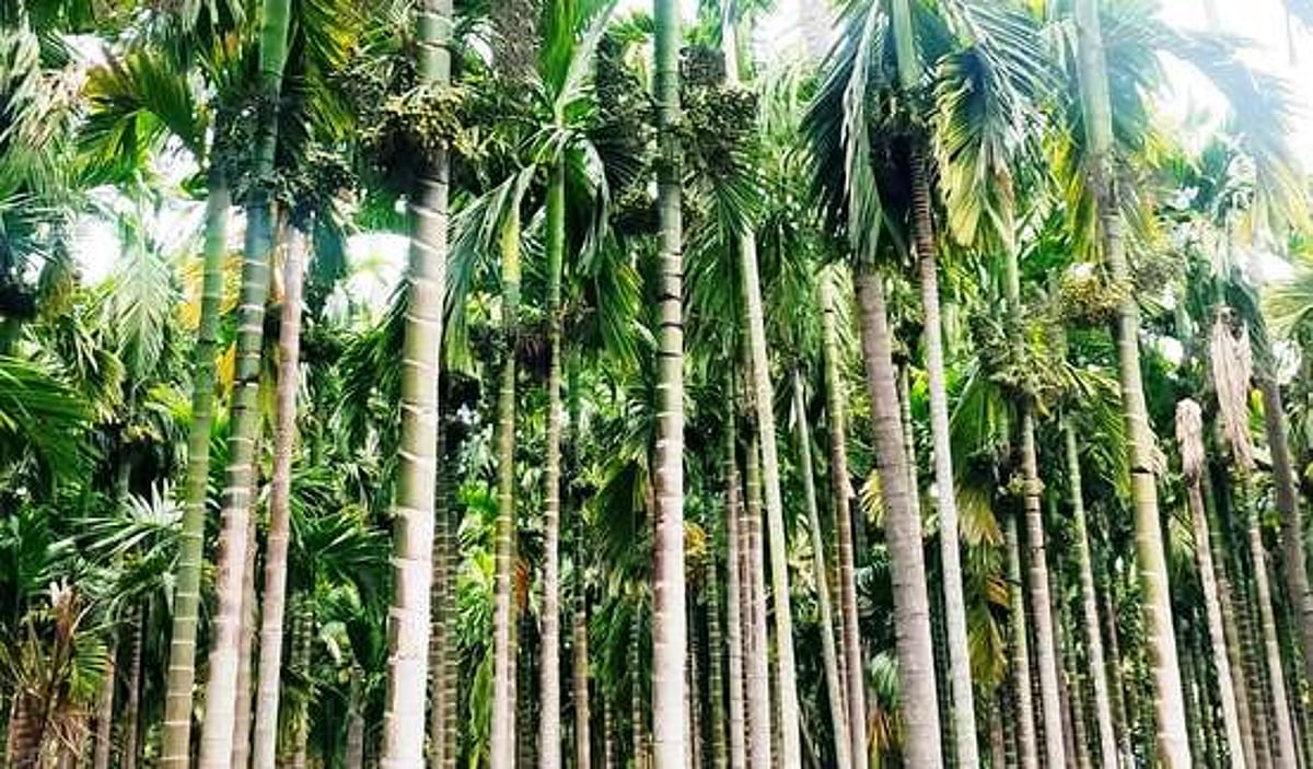 சேலம் மாவட்டத்தில் 2 ஆண்டுகளாக பாக்கு மகசூல் பாதிப்பு!