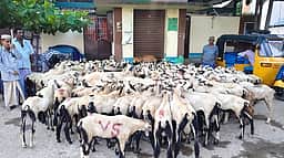 பக்ரீத் பண்டிகை:  நாகூரில் ரூ. 2.50 கோடிக்கு ஆடுகள் விற்பனை