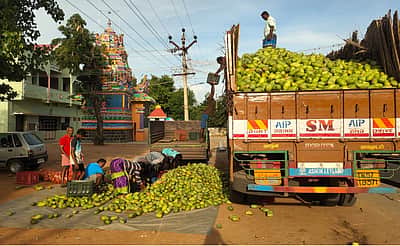 மானியத்துடன் மாங்காய் கிலோ ரூ.20-க்கு கொள்முதல் செய்ய வேண்டும்: தமிழ்நாடு விவசாயிகள் சங்கம் கோரிக்கை