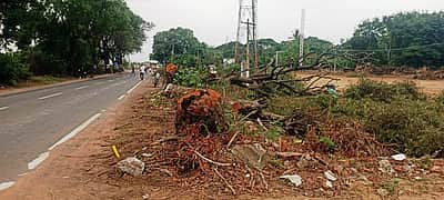 திருவள்ளூா்-ஸ்ரீபெரும்புதூா் ஆறுவழிச் சாலை விரிவாக்க பணி: மீண்டும் மரக்கன்றுகளை நட கோரிக்கை