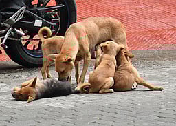 உ.பி.: வலுகட்டாயமாக நாயை மது குடிக்கவைத்த நபர் கைது