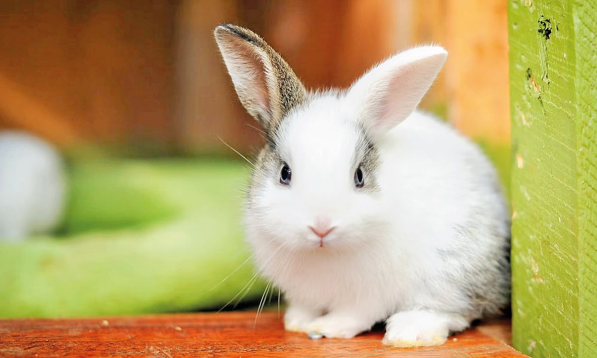 Rabbit...