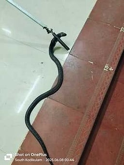 அங்கன்வாடி மையத்தில் நுழைந்தது பாம்பு! புதா்களை அகற்ற கோரிக்கை!