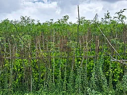 விவசாயிகளின் கனவு:  வெற்றிலை ஆராய்ச்சி மையம்