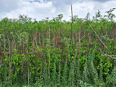 விவசாயிகளின் கனவு:  வெற்றிலை ஆராய்ச்சி மையம்