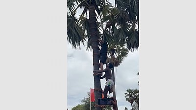 கள் இறக்கும் போராட்டம்: பனைமரம் ஏறிய சீமான் 