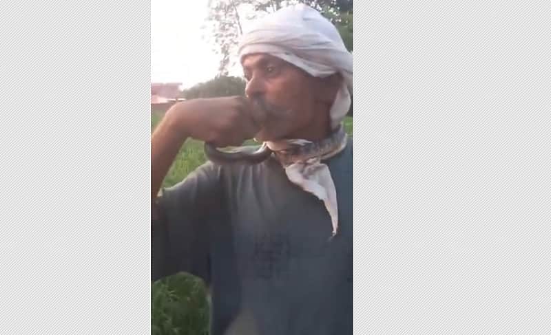 snake bite