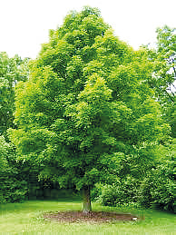 மரங்கள்...