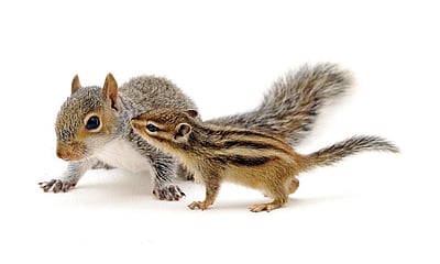 அணில் குஞ்சுகள்