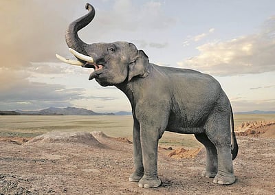 யானை வழித்தடம் காண்போம் 