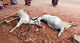 தெரு நாய்கள் கடித்து 8 ஆடுகள் உயிரிழப்பு