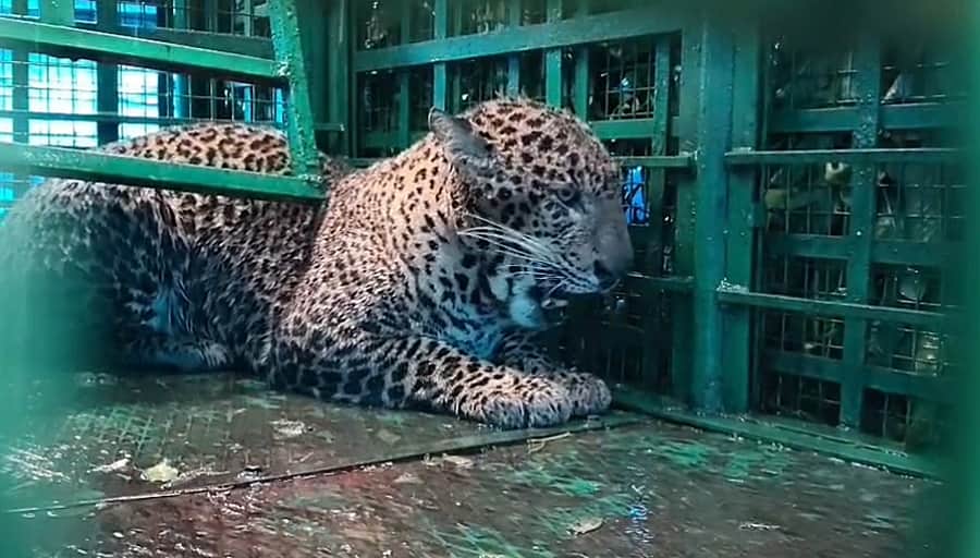 சிறுமியை கொன்ற சிறுத்தை சிக்கியது!