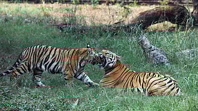 5 புலிகள் மர்ம மரணம்? பழிதீர்க்க விஷம் வைத்து கொலையா?