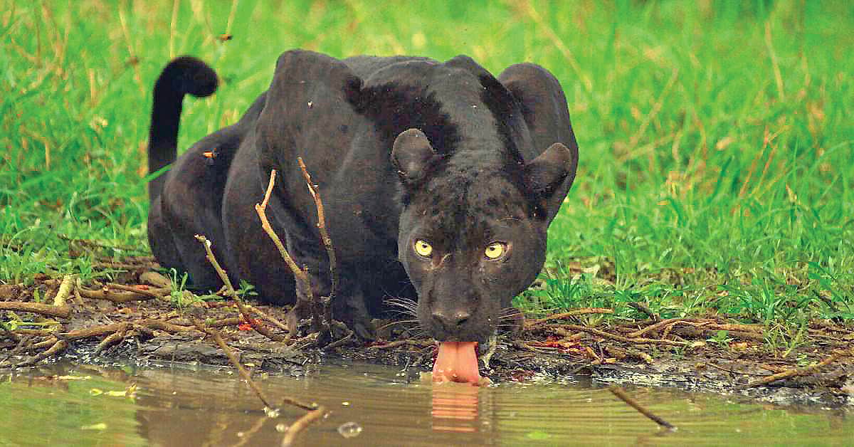 கர்நாடகத்தில் கரும்சிறுத்தைகள்