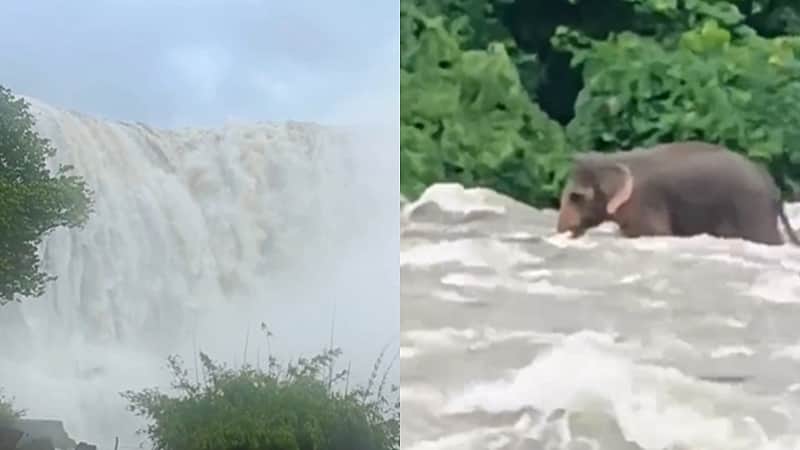 வெள்ளத்தில் சிக்கிய யானை கரையைக் கடக்கும் காட்சி: வைரல் விடியோ!
