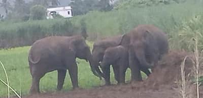 மேற்கு வங்கத்தில் ரயில் மோதியதில் 3 யானைகள் பலி !  