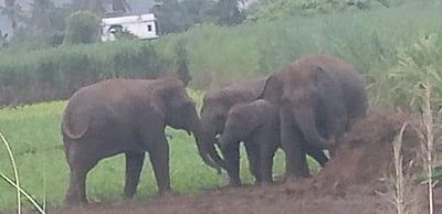 மேற்கு வங்கத்தில் ரயில் மோதியதில் 3 யானைகள் பலி !  