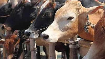 பசுவதை: அசாமில் 2 நாள்களில் 192 பேர் கைது! 1.7 டன் இறைச்சி பறிமுதல்!