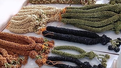 திருச்செந்தூர் கோயில் குடமுழுக்கு விழாவுக்கு நிலக்கோட்டையில்
தயாராகும் உலா் பழ மாலைகள்!