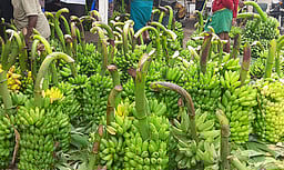 வாழைத்தாா்கள் விலை வீழ்ச்சி: விவசாயிகள் கவலை