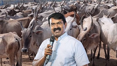 நாட்டு மாடுகளை அழிக்கத்தான் நவீன விவசாயம்! சீமான் பேச்சு!